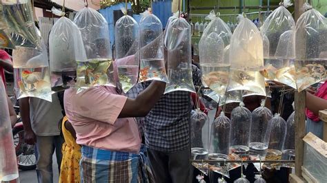 kolathur fish market online|Explore Asia's biggest Aquarium Street with Price Tags.